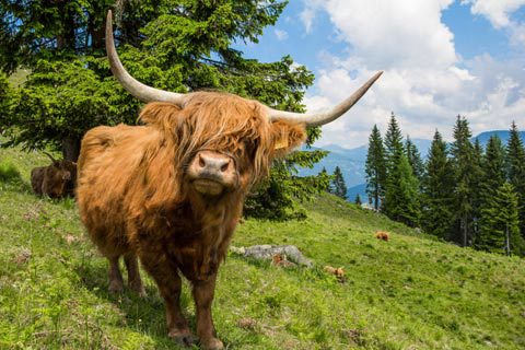 Highlands-Cow